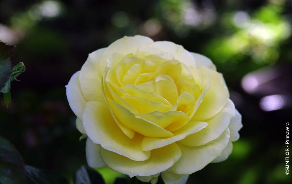 ©SUNFLOR - Primavera